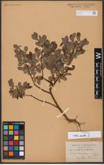 Foto von Salix aurita L.